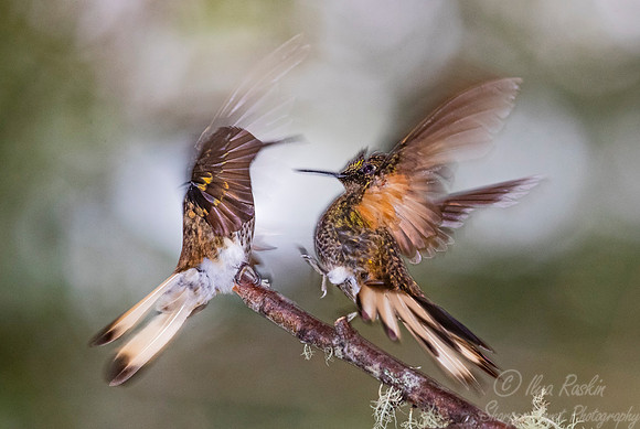 274 Buff-tailed coronets (Boissonneaua flavescens) - Ecuador