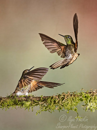 276 Buff-tailed coronets (Boissonneaua flavescens) - Ecuador