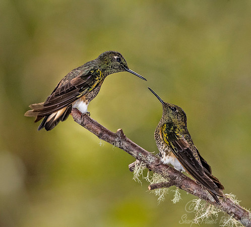 277 Buff-tailed coronets (Boissonneaua flavescens) - Ecuador