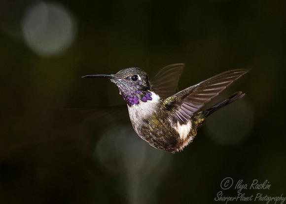 280 Purple-throated woodstar (Calliphlox mitchellii) - Ecuador