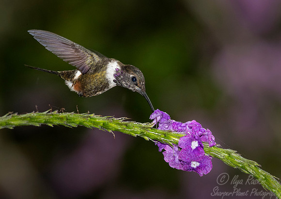 281 Purple-throated woodstar (Calliphlox mitchellii) - Ecuador