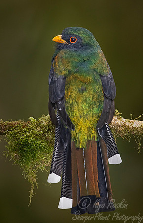 220 Masked trogon male (Trogon personatus) - Ecuador