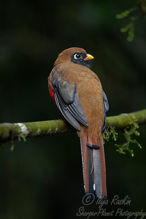 222 Masked trogon female (Trogon personatus) - Ecuador