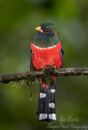 219 Masked trogon male (Trogon personatus) - Ecuador