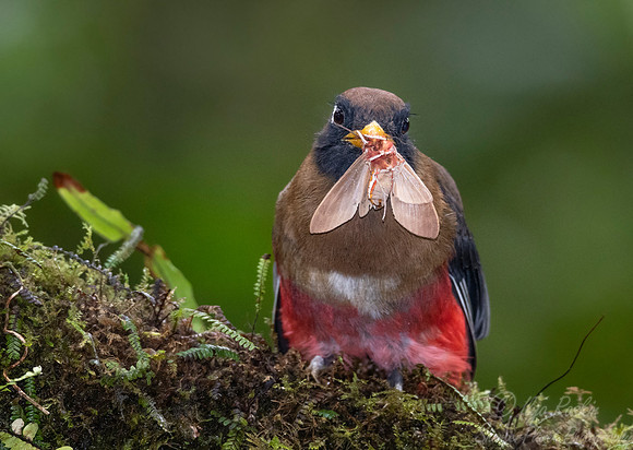 221 Masked trogon female (Trogon personatus) - Ecuador