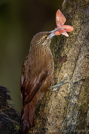 223 Strong-billed woodcreeper (Xiphocolaptes promeropirhynchus) - Ecuador