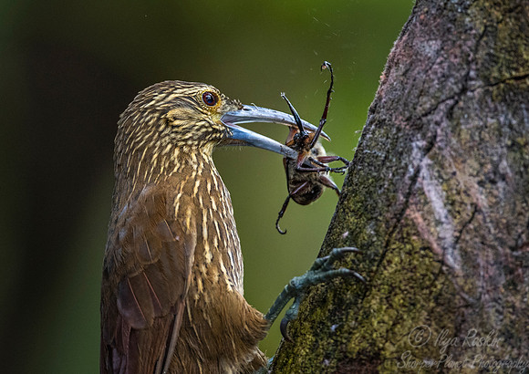 224 Strong-billed woodcreeper (Xiphocolaptes promeropirhynchus) - Ecuador