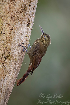 227 Spotted woodcreeper (Xiphorhynchus erythropygius) - Ecuador