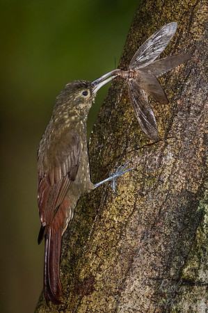 226 Spotted woodcreeper (Xiphorhynchus erythropygius) - Ecuador