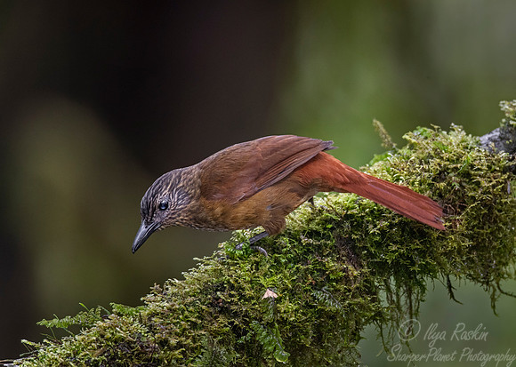 229 Streak-capped treehunter (Thripadectes virgaticeps) - Ecuador