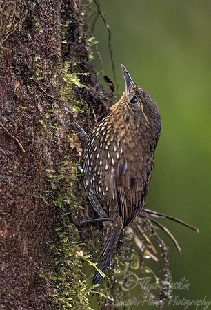 230 Spotted barbtail (Premnoplex brunnescens) - Ecuador