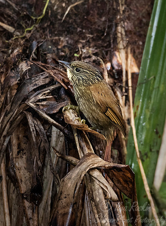 231 Lineated foliage-gleaner (Syndactyla subalaris) - Ecuador