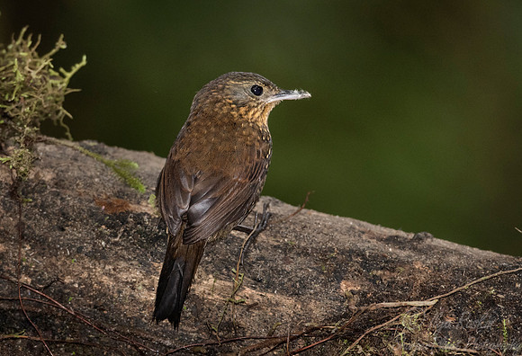 232 Spotted barbtail (Premnoplex brunnescens) - Ecuador