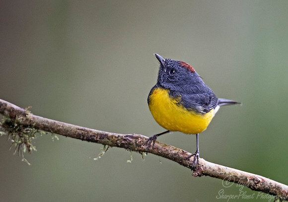234 Slate-throated whitestart (Myioborus miniatus) - Ecuador