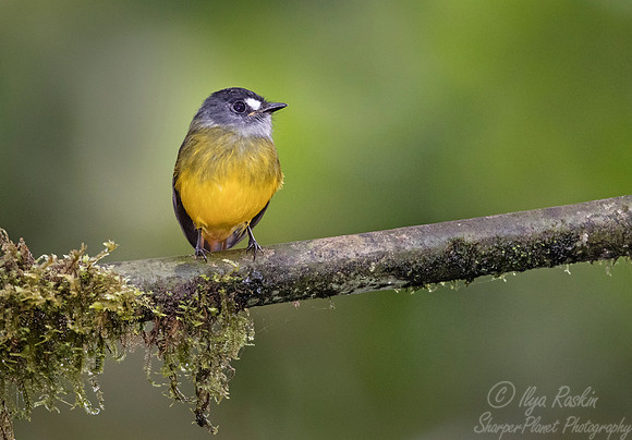 233 Ornate flycatcher (Myiotriccus ornatus) - Ecuador