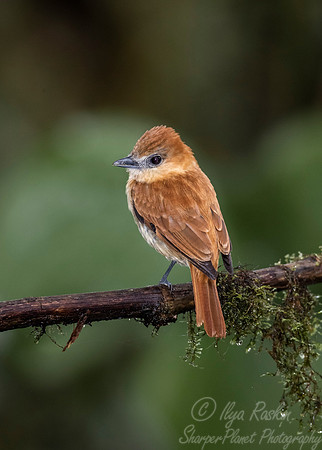 235 Cinnamon becard (Pachyramphus cinnamomeus) - Ecuador