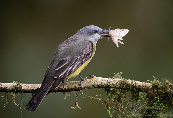 236 Tropical kingbird (Tyrannus melancholicus) - Ecuador