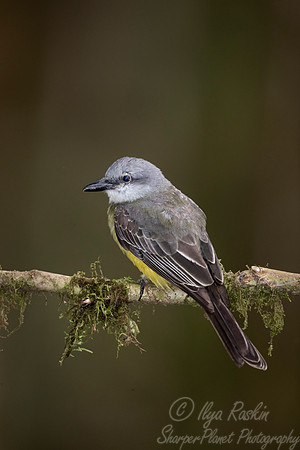 237 Tropical kingbird (Tyrannus melancholicus) - Ecuador