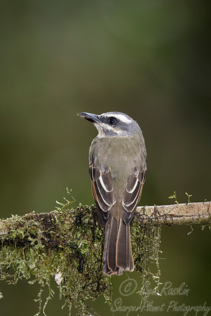 238 Golden-crowned flycatcher (Myiodynastes chrysocephalus) - Ecuador
