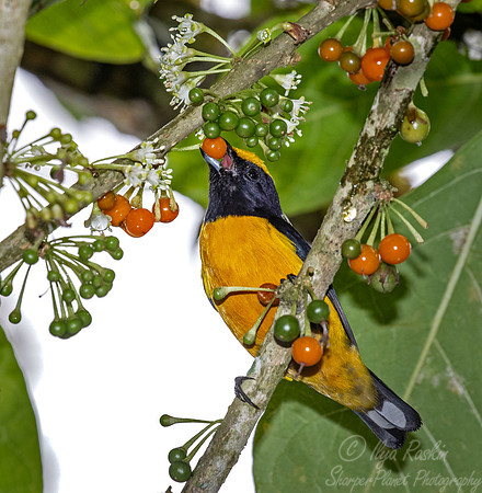 243 Orange-bellied euphonia (Euphonia xanthogaster) - Ecuador