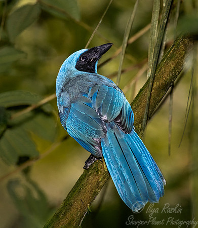 244 Turquoise jay (Cyanolyca turcosa) - Ecuador
