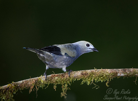 246 Palm tanager (Thraupis palmarum) - Ecuador