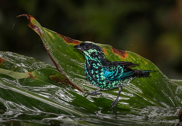 249 Beryl-spangled tanager (Tangara nigroviridis) - Ecuador