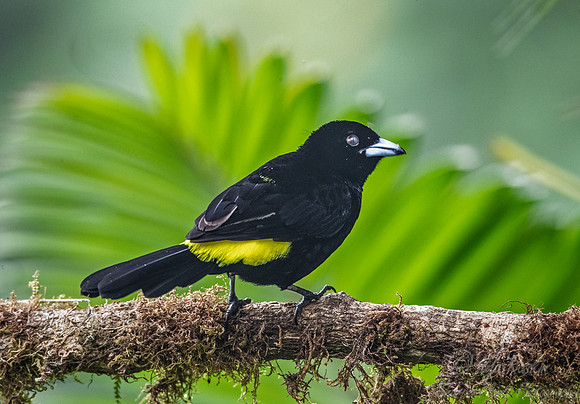 256 Lemon-rumped tanager male (Ramphocelus icteronotus) - Ecuador