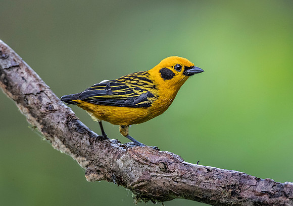 257 Golden tanager (Tangara arthus) - Ecuador