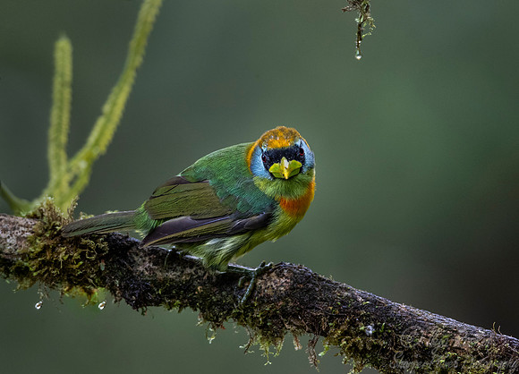 260 Red-headed barbet female (Eubucco bourcierii) - Ecuador