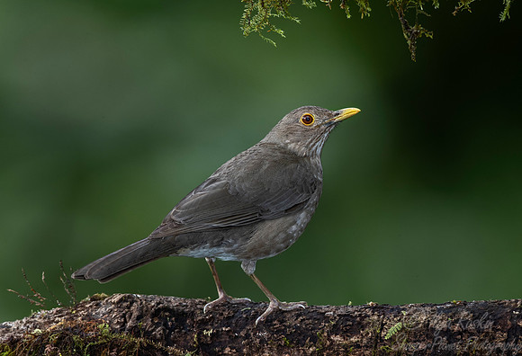 261 Ecuadorian thrush (Turdus maculirostris) - Ecuador