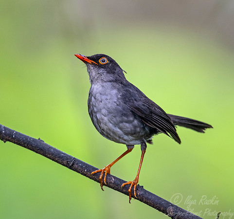 262 Slaty-backed nightingail thurush - Ecuador