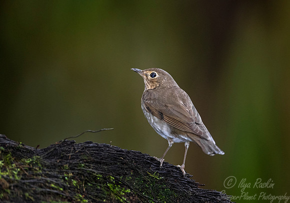 263 Swainson's thrush (Catharus ustulatus) - Ecuador