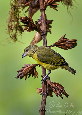 265 Thick-billed euphonia female (Euphonia laniirostris) - Ecuador