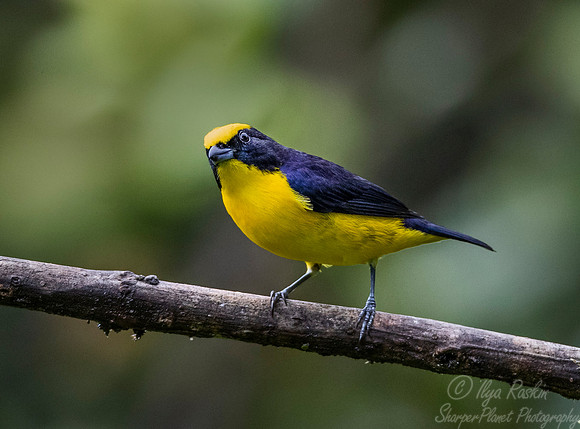 266 Thick-billed euphonia male (Euphonia laniirostris) - Ecuador
