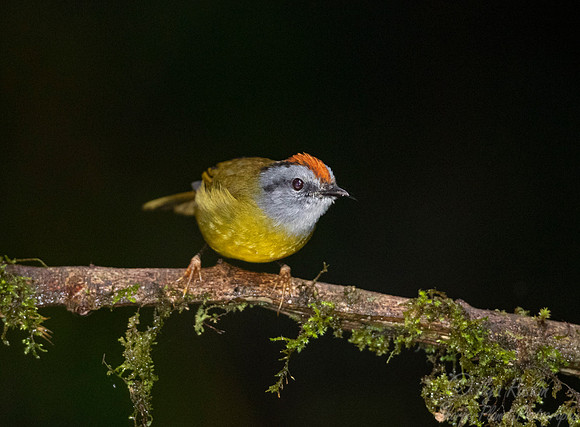 269 Russet-crowned warbler (Myiothlypis coronata) - Ecuador