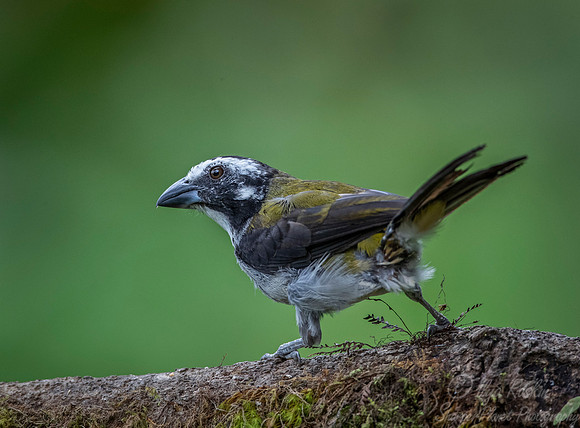 273 Black-winged saltator (Saltator atripennis) - Ecuador