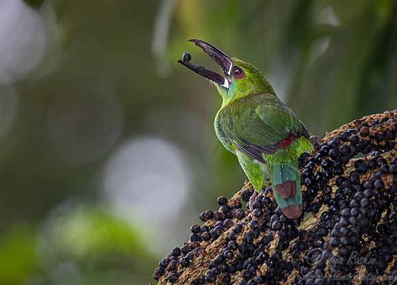 277 Crimson-rumped toucanet (Aulacorhynchus haematopygus) - Ecuador