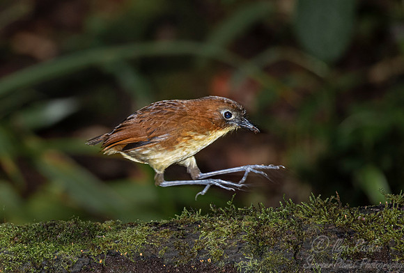 279 Yellow-breasted antpitta (Grallaria flavotincta) - Ecuador
