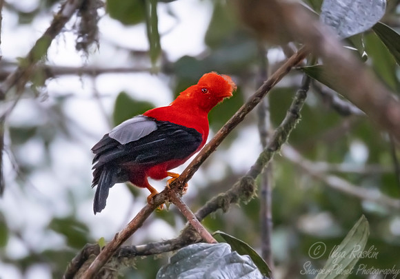 285 Andean cock-of-the-rock (Rupicola peruvianus) - Ecuador