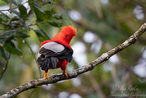 286 Andean cock-of-the-rock (Rupicola peruvianus) - Ecuador