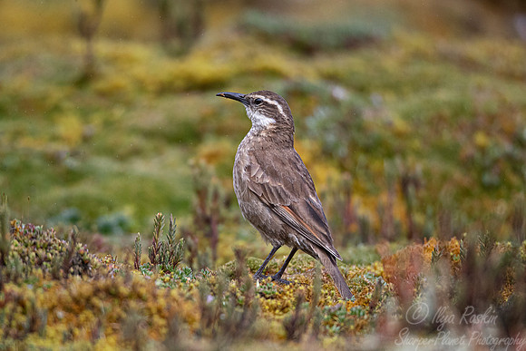 288 Stout-billed cinclodes (Cinclodes excelsior) - Ecuador