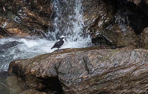 290 White-capped dipper (Cinclus leucocephalus) - Ecuador