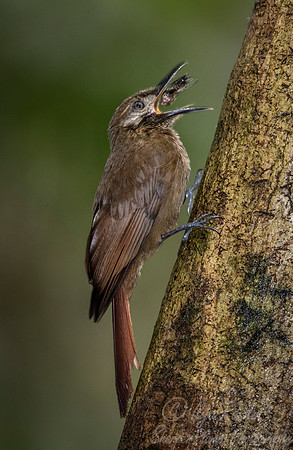 225 Plain-brown woodcreeper (Dendrocincla fuliginosa) - Ecuador
