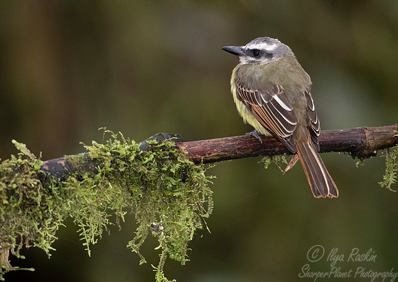239 Golden-crowned flycatcher (Myiodynastes chrysocephalus) - Ecuador