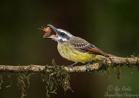 240 Golden-crowned flycatcher (Myiodynastes chrysocephalus) - Ecuador