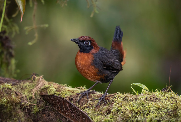 241 Rufous-breasted antthrush (Formicarius rufipectus) - Ecuador