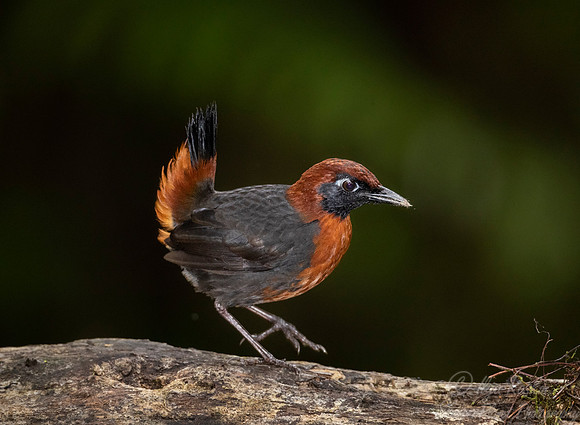 242 Rufous-breasted antthrush (Formicarius rufipectus) - Ecuador