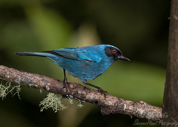 245 Masked flowerpiercer (Diglossa cyanea) - Ecuador