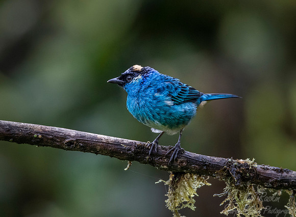 247 Golden-naped tanager (Tangara ruficervix) - Ecuador